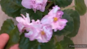 Фиалка РС- Золотая Роскошь, первое цветение. А где же золото?)?// #africanviolets