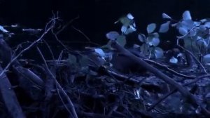 приключения Бобренка