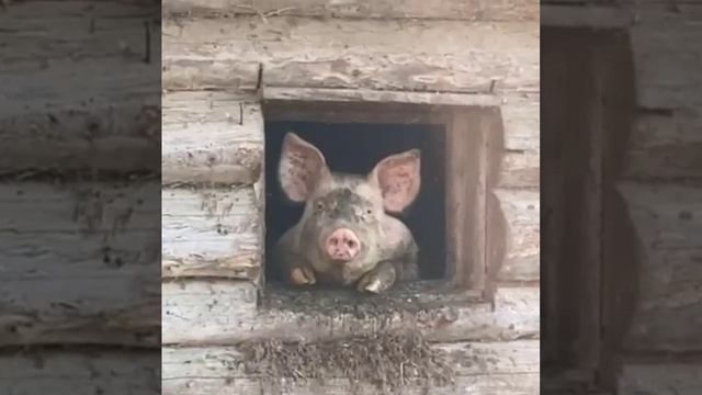 В резервации чубов без изменений...