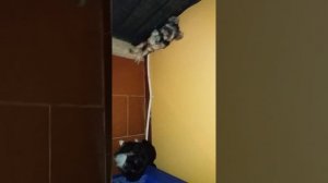 Собаки стоят в углу