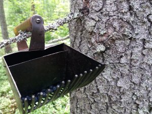 Собираем чернику комбайном ©20230720