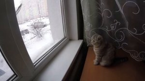 С Кошкой Играем в Снежки ? Шотландская Вислоухая Кошка Хлоя сидит возле окна ? Scottish Fold Cat