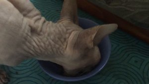 Петербургский сфинкс Юсси завтракает...