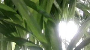 Растение с длинными листьями