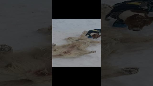 Золотистый ретривер сучка 4 года и собака Басенджи 1 год и 1 кобель по кличке Мартин. смотреть онлайн