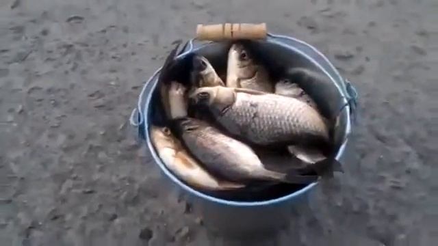 Прикол 2016 !!! Ведро карасей !!! смотреть онлайн
