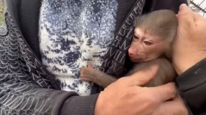 Влад с Люськой идут проведать семью гамадрил и Джоника, Люся должна слышать разговор сородичей!