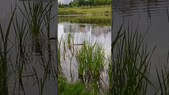 Выдра на реке Лошица, Минск смотреть онлайн