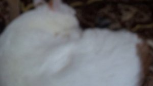 Наша Кошка Сима.