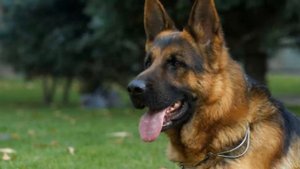 У КАКОЙ СОБАКИ САМЫЙ СИЛЬНЫЙ УКУС