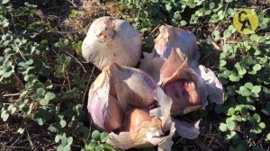 Обязательно Пролейте ЭТИМ Почву перед посадкой Чеснока! Получите Самый Крупный и Здоровый Чеснок!