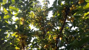 Кизил Янтарный и Нежный