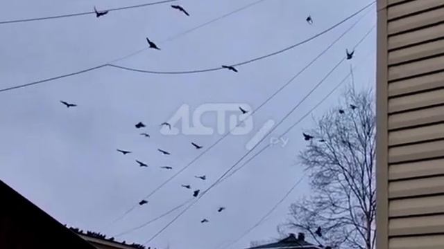 "Окна грязные, в квартире - пух": несчётное количество голубей атаковало многоэтажку на Сахалине смотреть онлайн