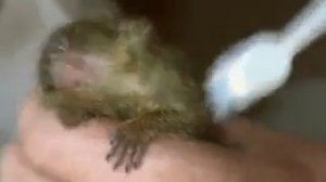 Самая маленькая обезьяна в мире