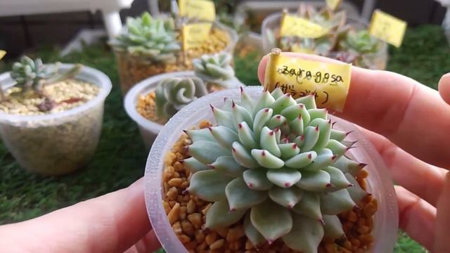 ベランダで多肉生活始めました。　のんびり多肉植物の成長を記録していきます。#49 смотреть онлайн