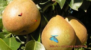 Груша плодовая Белорусская поздняя ? обзор: как сажать, саженцы груши Белорусская поздняя