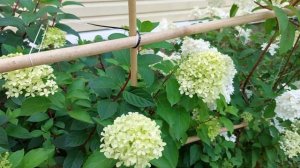Гортензия Жемчужина фестиваля (Perle de Festival).