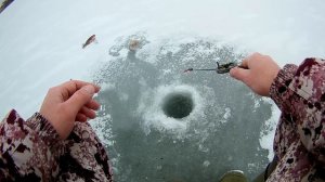 Рыбалка на ротана с балансиром  . Первый лед 2021-2022 гг..