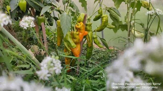 Перец с интересной историей. Замерз. Пересеяла 15 мая и получила урожай