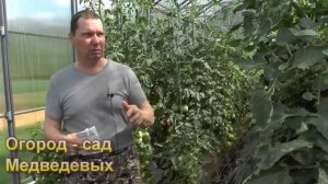 Скажи фитофторе томатов НЕТ