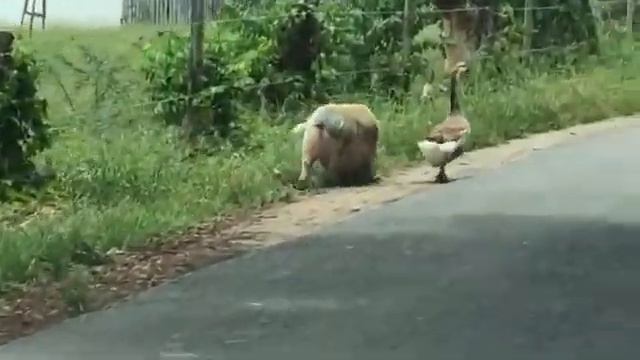Кто сказал, что гусь свинье не товарищ?! смотреть онлайн