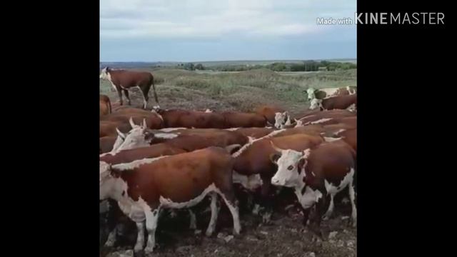 Продаётся " Семёнтал " оптом КРС Саратовская обл.calf