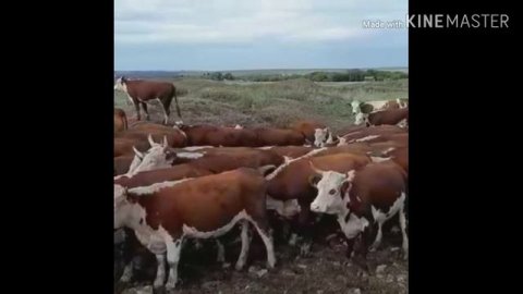 Продаётся " Семёнтал " оптом КРС Саратовская обл.calf