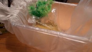 Как транспортировать и высаживать рыбок в аквариум