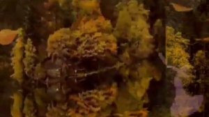 Осеннее танго. гр Фристайл и Нина Кирсо