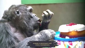 Горилле Бабси 50 лет: тайный юбилей ?
