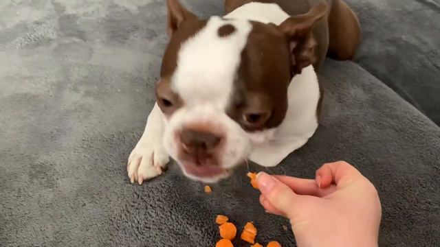 собака ест морковку | Бостон Терьер | собака чавкает смотреть онлайн
