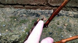 С какой стороны делать клин? Под почкой? С боку? Всё равно? 🤔 Виноград, прививка 🍇