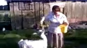 Танцующий козел.