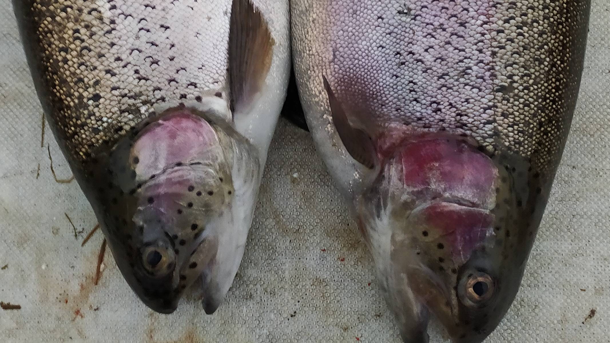 МИСАЙЛОВО TROUT, открытие Форелевого Сезона 2021.mp4