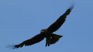 Чёрный коршун и беспокойный день