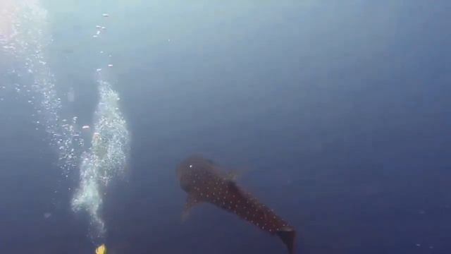 Китовые акулы на Шри-Ланке смотреть онлайн