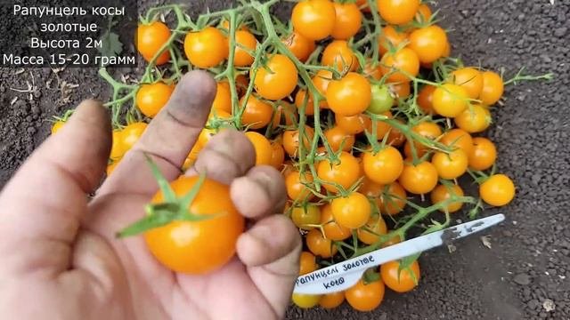 Эти ТОМАТЫ обязательно посажу в 2024, томаты посадил и не знаешь проблем, 21 беспроблемный сорт
