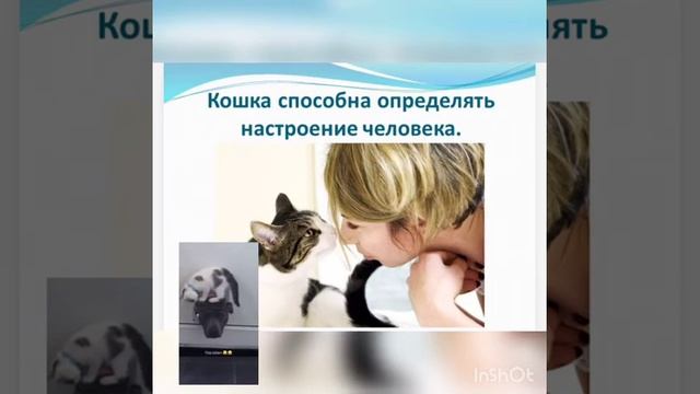 Всемирный день кошек смотреть онлайн
