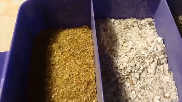 Подкормки для улиток ахатин!!! смотреть онлайн