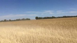 Очёсывающая жатка ОЗОН