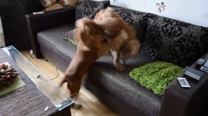 Английский кокер-спаниель