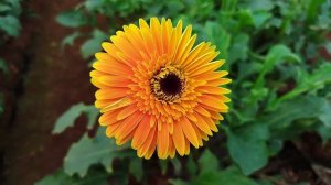 Gerbera Flower Seeds Online India || Jalbera Flower Plant care