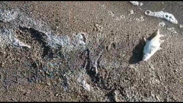 Коп на берегу Малое Чебачье/нашёл серебро смотреть онлайн