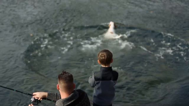 Harley and Petunia's Big Adventure - #FindYourAWAY with Go RVing смотреть онлайн