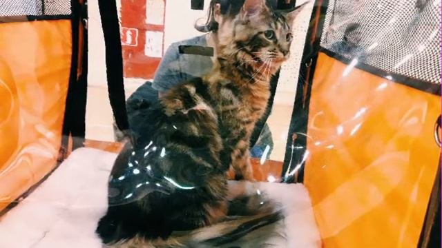 Выставка редких пород кошек