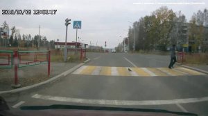 Голубь переходит дорогу в положенном месте