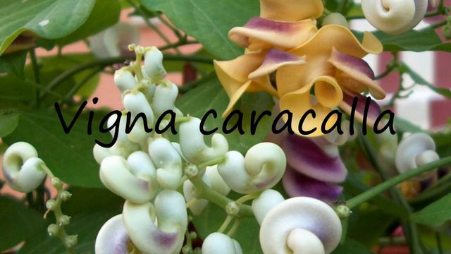 How to Pronounce Vigna caracalla? смотреть онлайн