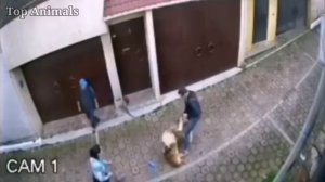 Американская Акита в деле