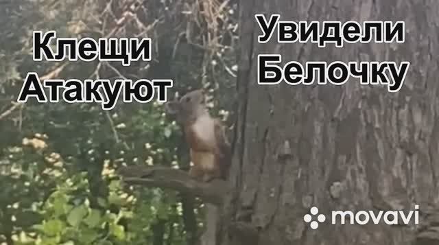 Я видел атакующие