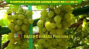 ВИНОГРАД ДЕМЕТРА ОПИСАНИЕ СОРТА